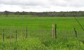 Imagem 5: FAZENDA CARNAÚBA NO QUIXADA