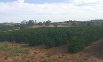 Imagem 4: Sitio em arcerburgo 3 alqueires 970.000.00 ( do