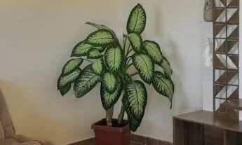 Imagem 3: Sítio a Venda em Morro do Chapéu - BA (Chapada Diamantina