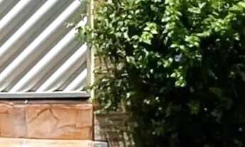 Imagem 2: Cidade Nova - Casa com 2 quartos