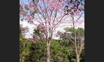 Imagem 4: Vendo/Troco Chácara linda 2,5 hetares em São Sebastião