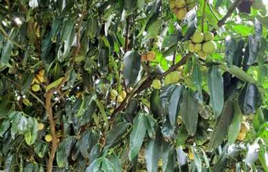 Imagem 4: Excelente terreno com 27 fruteiras mais casa