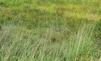 Imagem 6: Terreno na entrada do angelim