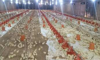 Imagem 5: Sítio Rentável e Produtivo: Avicultura e Piscicultura