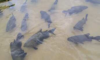 Imagem 2: Lagoa tambaquis abais sitio