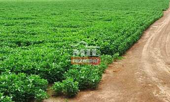 Imagem 3: Fazenda 33 alqueires (158,4 hectares) Parauna - Go