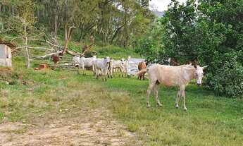 Imagem 5: FAZENDA NA PECUÁRIA A VENDA NO ESTADO DO PARANÁ - PR ?? Área Total: 421 Alqueires ou 1.018