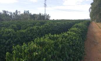 Imagem: Sitio em arcerburgo 3 alqueires 970.000.00