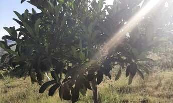 Imagem 5: Ótima chácara em Santo Antônio do Descoberto-GO