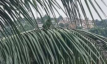 Imagem: Casa aluguel