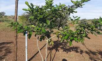Imagem 4: Ótima chácara em Santo Antônio do Descoberto-GO