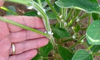 Imagem 4: Fazenda de 479 alq em Ipameri-GO