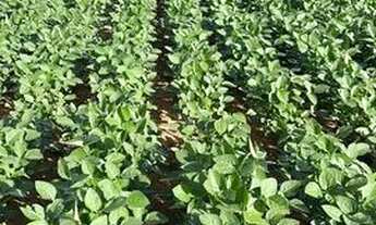 Imagem 3: Fazenda de 479 alq em Ipameri-GO