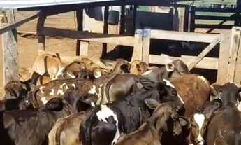 Imagem 2: Vendo fazenda 28 ha, porteira fechada