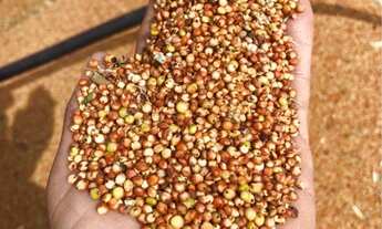 Imagem 4: R$120 milhões Fazenda de 627 alqueires em Serranopolis-GO