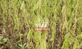 Imagem 5: Fazenda 33 alqueires (158,4 hectares) Parauna - Go