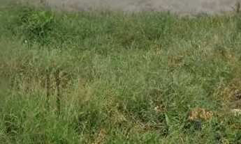 Imagem 2: Terreno no feira 7