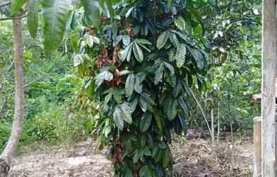 Imagem 2: Vendo sítio no km 41, am 010