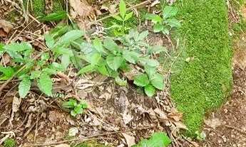 Imagem 5: Terreno à venda em Caraguatá - SP