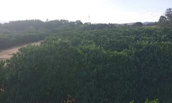 Imagem 2: Sitio em arcerburgo 3 alqueires 970.000.00 ( do