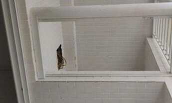 Imagem 4: Apartamento com 2 dormitórios à venda, 103 m² por R$ 550.000,00 - Aviação - Praia Grande/S