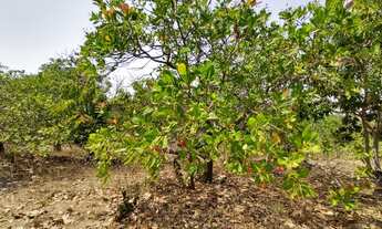 Imagem 6: OAlmeida, Chácara em Taboquinha, Escriturada, 599 mil