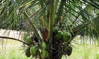 Imagem 6: Sítio bem rústico em Presidente Figueiredo