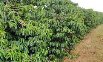 Imagem 5: Terreno - Rodovia Fernão Dias - Lavras - MG