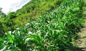 Imagem 5: Vendo chácara em lagarto