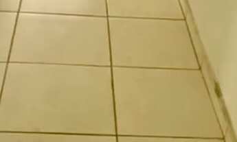 Imagem 4: Ap conquista do girassol