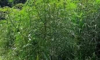 Imagem 5: TERRENO Fazenda São Borja São Leopoldo