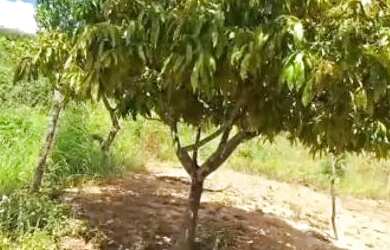 Imagem 4: Troco casa na roça em uma na cidade