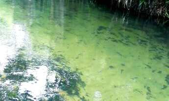 Imagem: Chácara no Rio Aratera - Pedaço do Paraíso