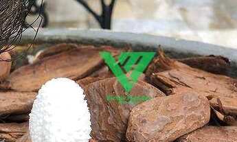 Imagem 2: Casa com 7 dormitórios à venda, 282 m² por R$ 2.000.000,00 - Manaíra - João Pessoa/PB