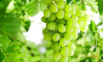 Imagem 3: Apartamento em Farroupilha