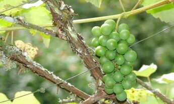 Imagem: Apartamento em Farroupilha