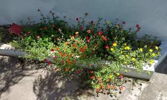 Imagem 7: Amendoeiras Temporada