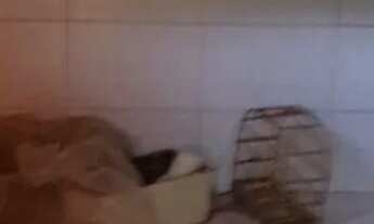 Imagem 6: Casa pra alugar Apartamento com 2 dormitórios