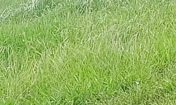 Imagem 3: Chacarra 13 alqueires 25 km da cidade de goias troco por casas em goiânia