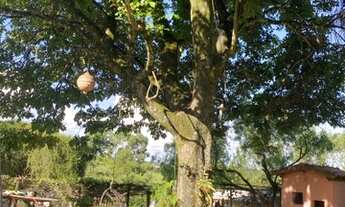 Imagem 2: Sítio de porteira fechada !! Oportunidade!!!!!