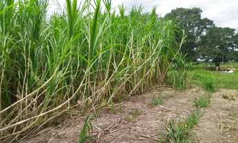 Imagem 4: SÍTIO 40 HA - RODA D´AGUA - NOBRES