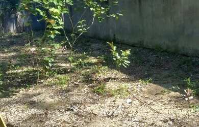 Imagem 2: Sítio Chácara com venda por R$600.000