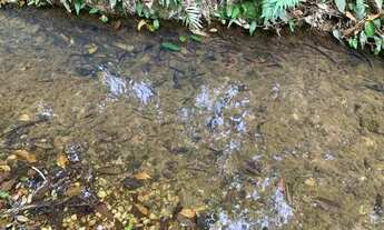 Imagem: Terreno rural 10ha, com barracão, com riacho