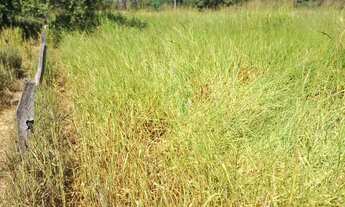 Imagem 3: Fazenda de 114,7 hectares toda plana, toda cercada no arame liso com Rio de grande porte
