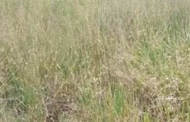 Imagem 4: Terreno água clara morro grade