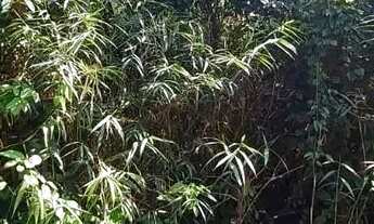 Imagem 6: VENDE-SE EXCELENTE TERRENO RIO PRETO EVA - PROX. RODOVIA AM 010