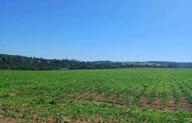 Imagem 3: FAZENDA DE CULTURA C/ PIVÔS EM MORRINHOS 71,5 ALQUERES - Morrinhos - GO