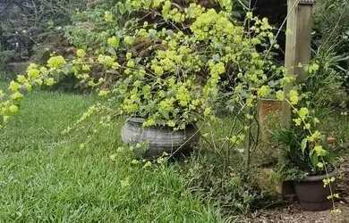 Imagem 4: Casa especial terreno maravilhoso