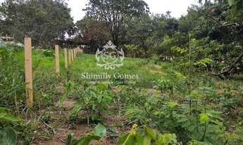 Imagem: 1.000 m², excelente topografia, pomar e