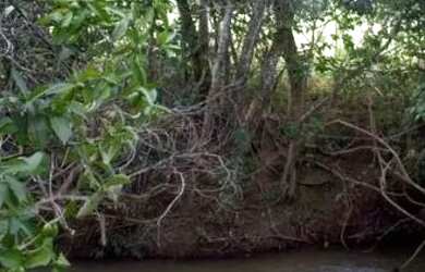 Imagem 6: Excelente chácara com acesso ao rio São Bartolomeu - Aceita proposta